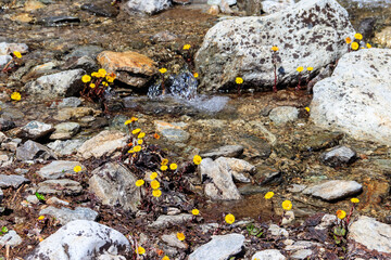 Canvas Print - Coltsfoot flowers (Tussilago farfara) by a brook