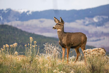 Mule Deer Doe In Ridgway, Colorado