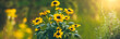 Beautiful yellow flowers Rudbekia hirta in the garden. Long banner. Summer floral background