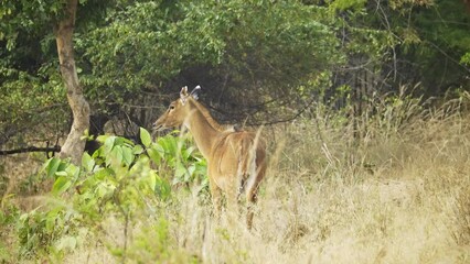 Wall Mural - An amazing close-up of a wild female sambar deer 