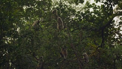 Wall Mural - An amazing close-up of a small group of wild gray langurs.