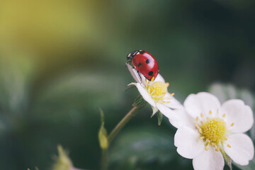 Macro shot of beautiful white strawberry flower and ladybug against green background. Natural floral background. Summer concept