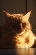Rudy kot pod ostrym światłem słonecznym