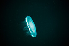 A Jelly Fish Glows Blue In Dark Water At The Markham And Schoolhouse Wrecks Off Wrightsville Beach.