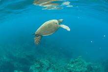 A Green Sea Turtle Swims Near Makena Beach, Maui, Hawaii.