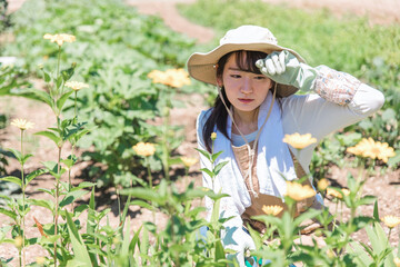 Canvas Print - 花畑でガーデニング・園芸・家庭菜園・造園する女性（ガーデナー）