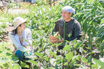 Canvas Print - 畑で野菜を収穫する農家・生産者の女性・男性・夫婦（アジア人・日本人・中国人）