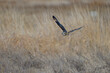short eared owl in flight
