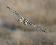 short eared owl in flight 