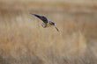 short eared owl in flight