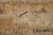 Short eared owl in flight