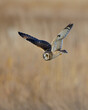 Short eared owl in flight