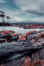 Log In Foreground Of Orange Lichen Boulders In Bay Of Fires, Tasmania