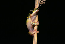 Painted Reed Frog (Hyperolius Marmoratus)