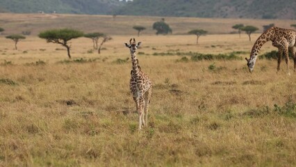 Poster - Giraffe in the Maasai Mara, Keny, Africa 