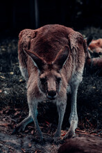 Kangaroo Crouches Down And Looks At Camera