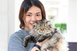 Close up of young Asian woman playing with her persian cat, human-animal relationships.