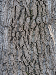 Wall Mural - The texture of the bark of an old willow