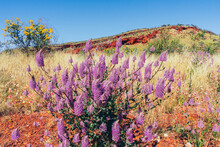 Purple Wildflowers Blooming In Karijini National Park In Northern Western Australia