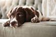 © Reese/peopleimages.com - Adorable dog, relax and sofa lying bored in the living room looking bored or cute with fur at home. Portrait of relaxed animal, pet or puppy with paws on the couch interior relaxing at the house