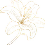 Lily flower golden line art