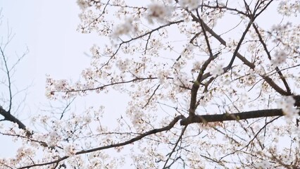 Poster - 満開の桜　花見