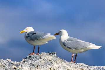 Wall Mural - Two Glaucous gulls in the arctic region