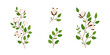 © berkahjayamaterial - Set of cotton flower illustration for nature design element