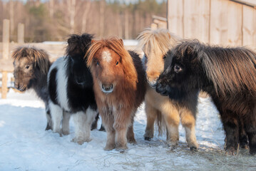 Wall Mural - Miniature shetland breed ponies in the paddock in winter