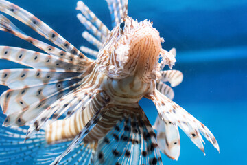 lionfish in water closeup