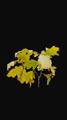 Wall Mural - Time lapse of drying yellow Oak tree (Quercus) leaves with ALPHA transparency channel isolated on black background, vertical orientation