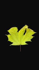 Wall Mural - Time lapse of drying yellowish Maple tree leaf with ALPHA transparency channel isolated on black background, vertical orientation