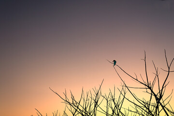 Wall Mural - Image of a green bird perched on a dry branch in a sunrise setting