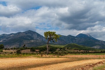 Magnificent scenery: Lush lone Turkish pine grows in middle of a stone desert, against the backdrop of mountains and a clear sky. Selective focus. Turkey, Middle East