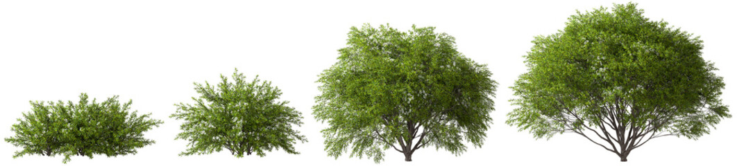 Shrubs tropics tree flowery shapes cut out transparent backgrounds 3d rendering png file