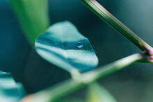 Close-up Of Dew Drop Of Leaf