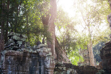 Trees Growing By Angkor Wat Temple