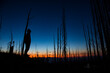 © Cavan Images - A silhouetted man looks up at twilight in a burned forest in Montana.
