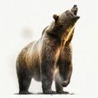 Roaring brown grizzly bear isolated on a white background