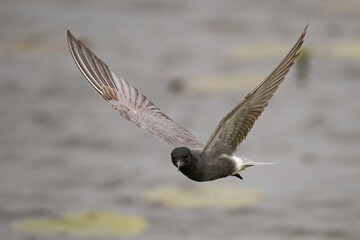 Wall Mural - Black tern