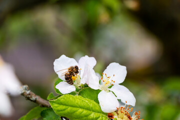 Wall Mural - White flowers bloom on the branches of an apple tree in spring in cloudy weather