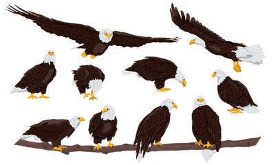 Wall Mural - Set of bald eagles. Wild birds eagles fly, stand and sit on branches. USA symbol. Realistic vector animal