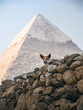 A dog in the foreground of the Cheops Pyramid, in Giza, Cairo, Egypt.