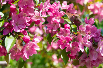 Poster - Spring tree with pink flowers. Spring border or background art with pink blossom. Beautiful nature scene with blossoming tree and sunlight.