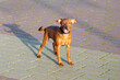 © BetterPhoto - A puppy on the street on a walk around the city.