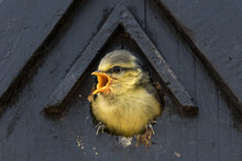 A Little Hungry Blue Tit Is Calling With Open Beak For Food From A Nesting Box.