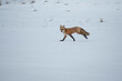 red fox running in snow