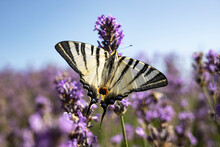 Closeup Swallowtail Butterfly On A Lavender Flower On A Bright Sunny Day.