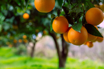 Wall Mural - Orange garden and ripe oranges on tree branches.