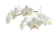 white phalaenopsis orchid flowers on a stem, isolated on a white background